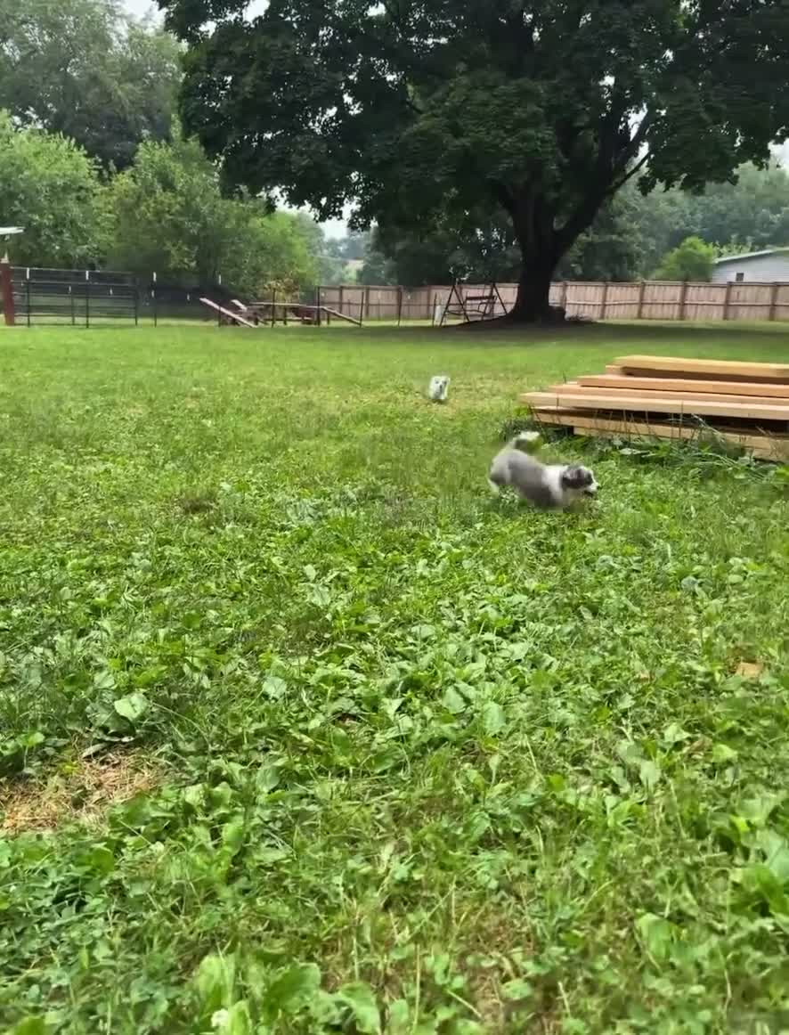 Mixed Breed dogs for sale: PopTart - Video 1