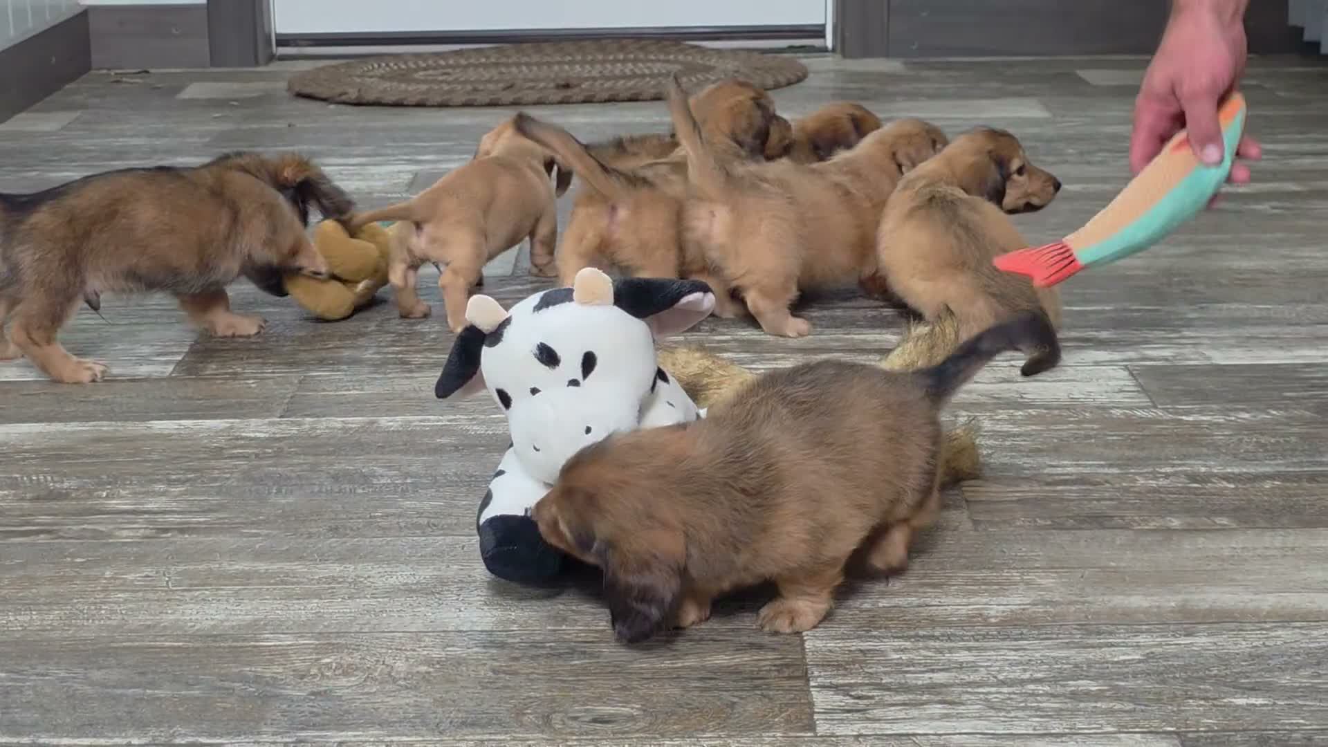 Miniature Dachshund dogs for sale: Madelyn  - Video 1