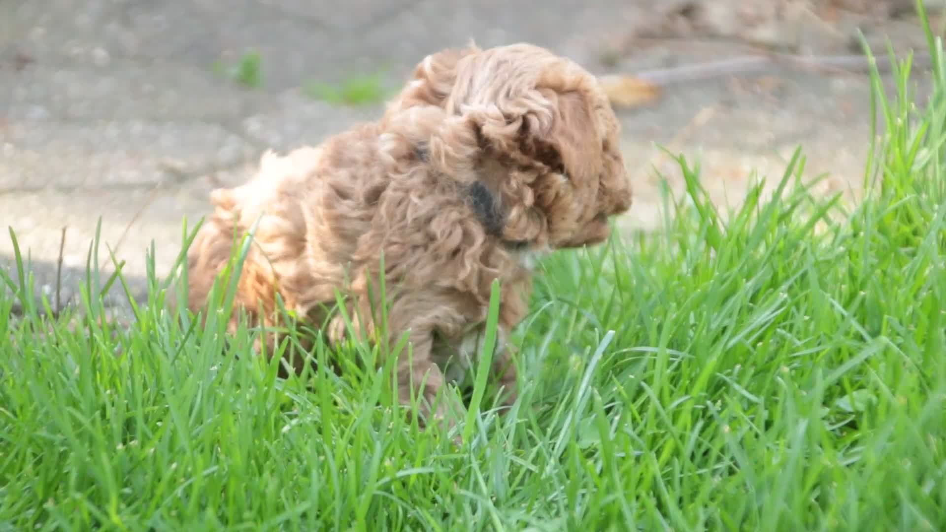 Miniature Poodle dogs for sale: Pierce - Video 1