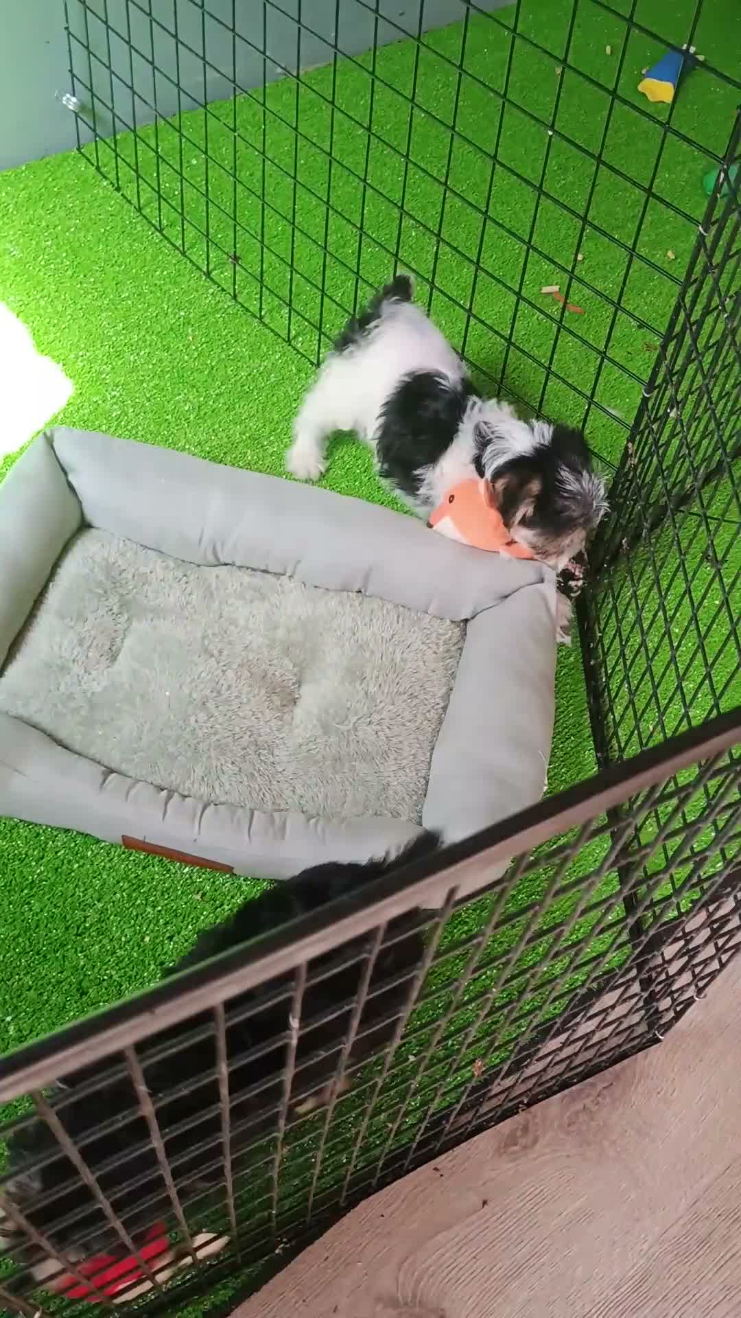 Morkie dogs for sale: Pinto - Video 1