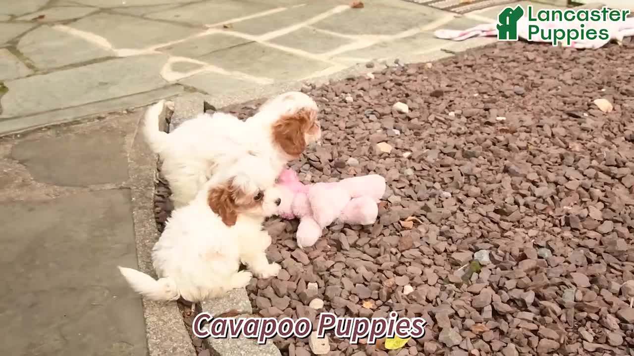 Cavapoo dogs for sale: Smores - Video 1