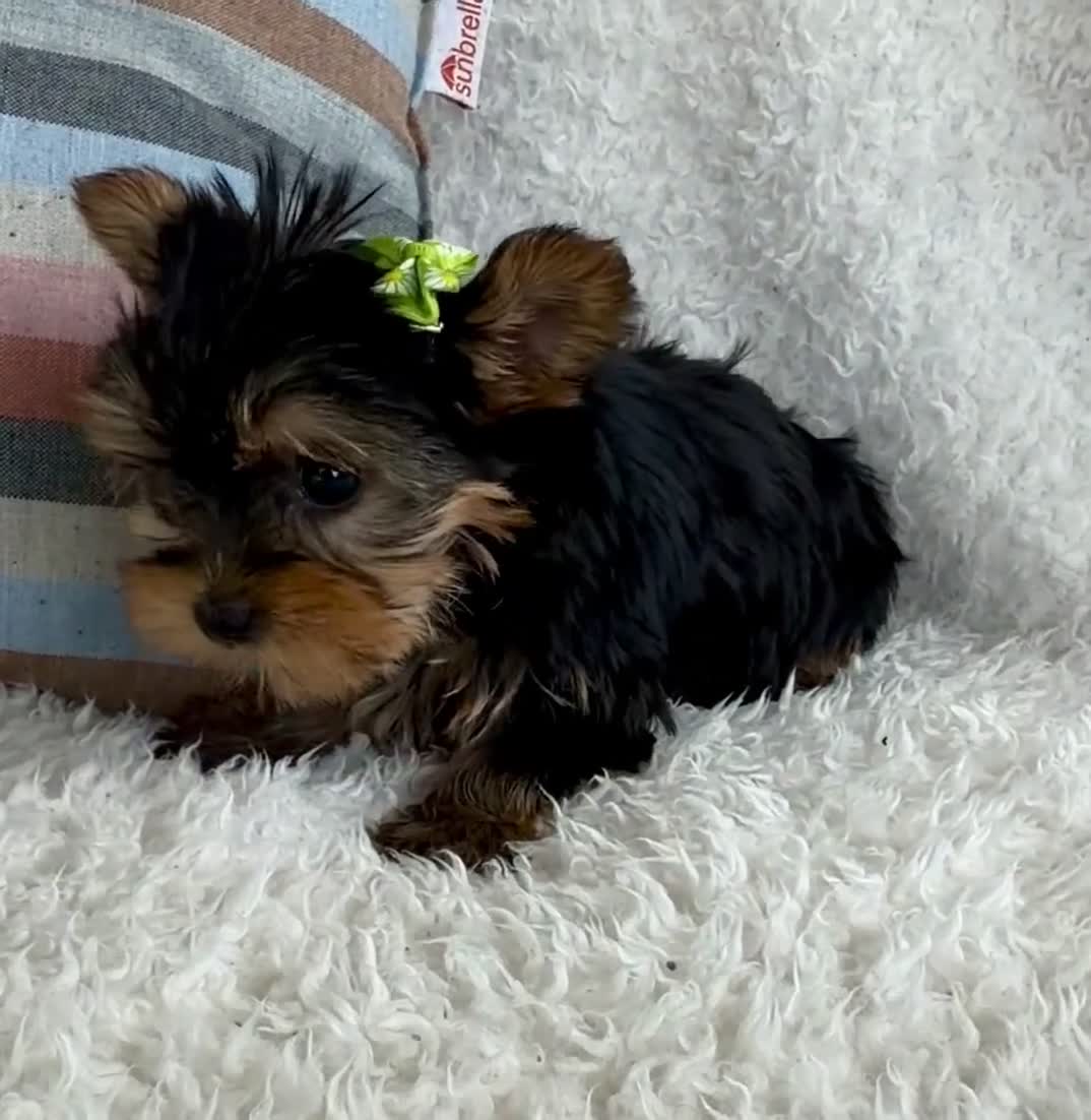 Yorkshire Terrier dogs for sale: Ivy - Video 1