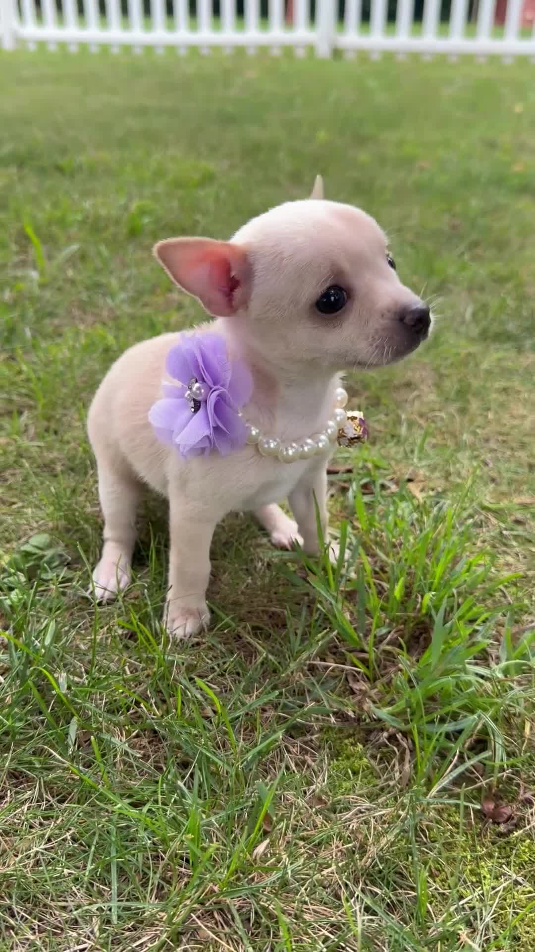 Chihuahua dogs for sale: Bella - Video 1