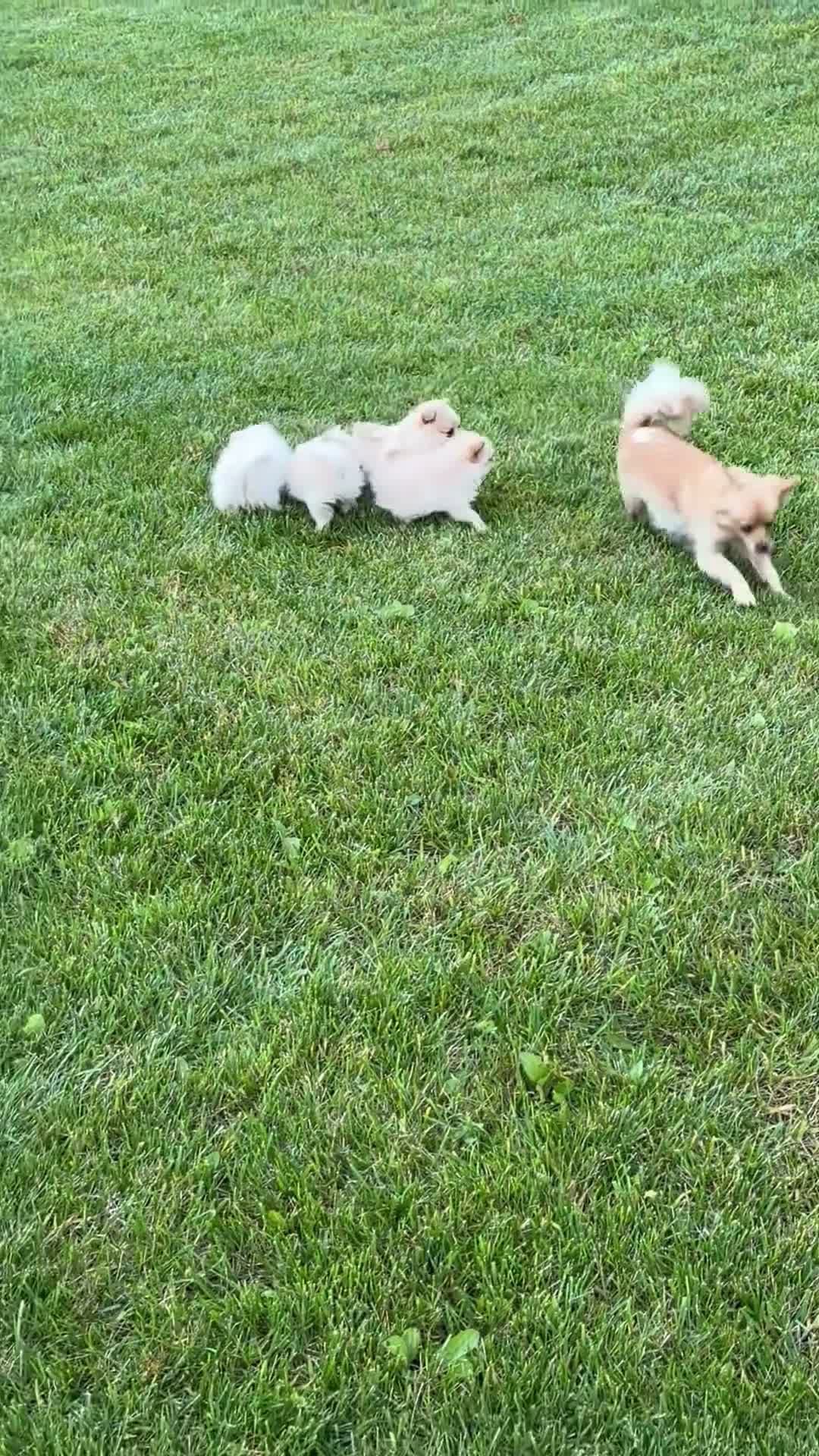 Pomeranian dogs for sale: Sari - Video 1