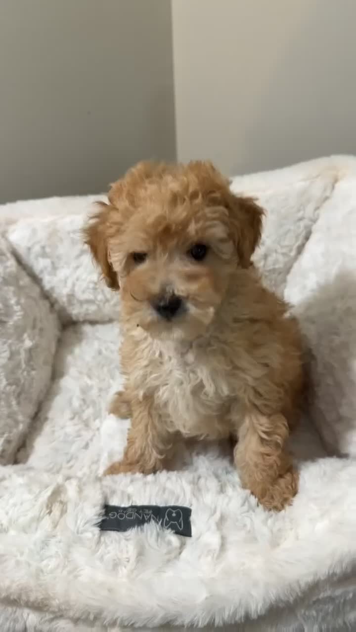 Maltipoo dogs for sale: Milo - Video 1