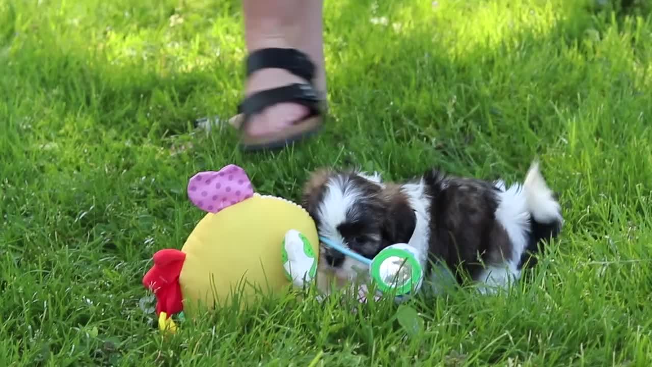 Shih Tzu dogs for sale: Arianna - Video 1