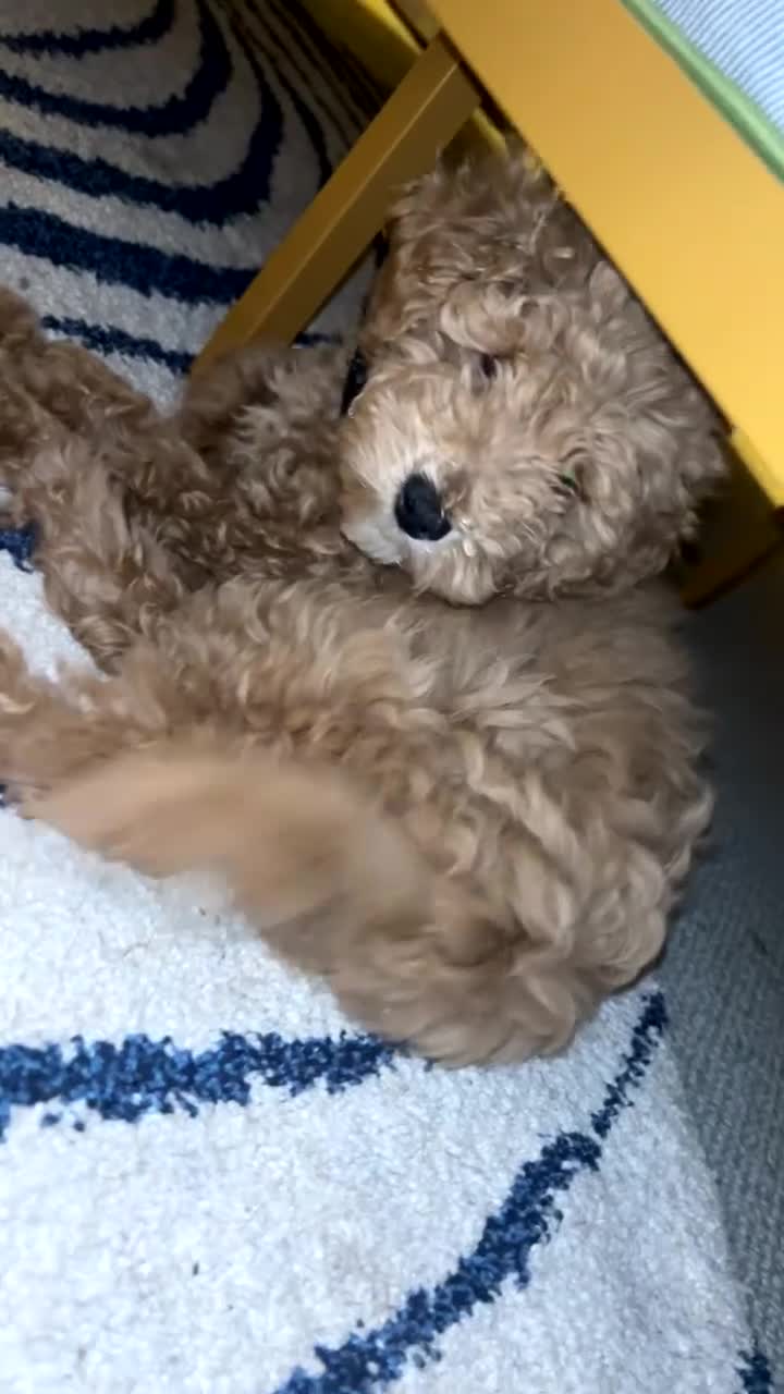 Mixed Breed dogs for sale: Mixed Breed Puppy 1 - Video 1