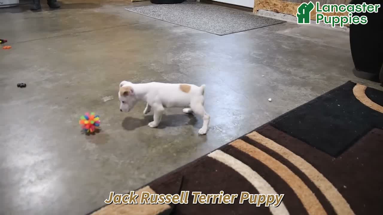 Jack Russell Terrier dogs for sale: Tinsley - Video 1