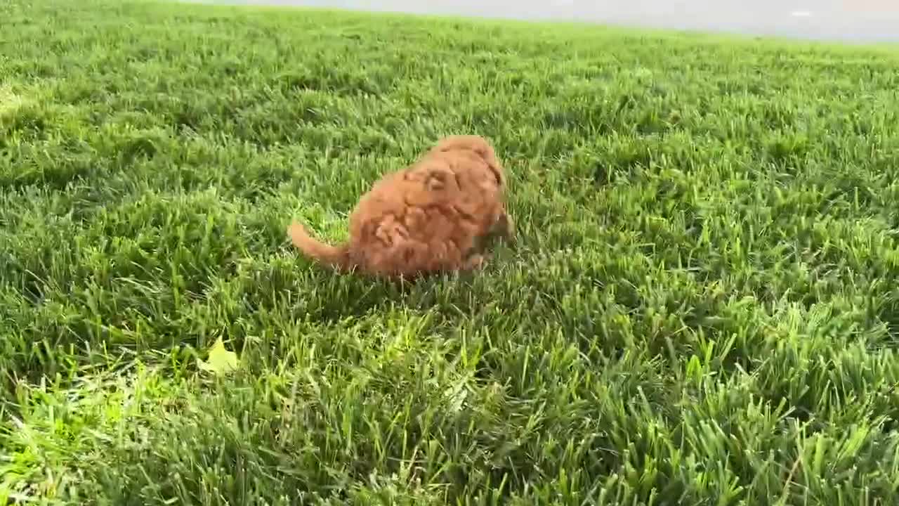 Miniature Poodle dogs for sale: Crystal - Video 1