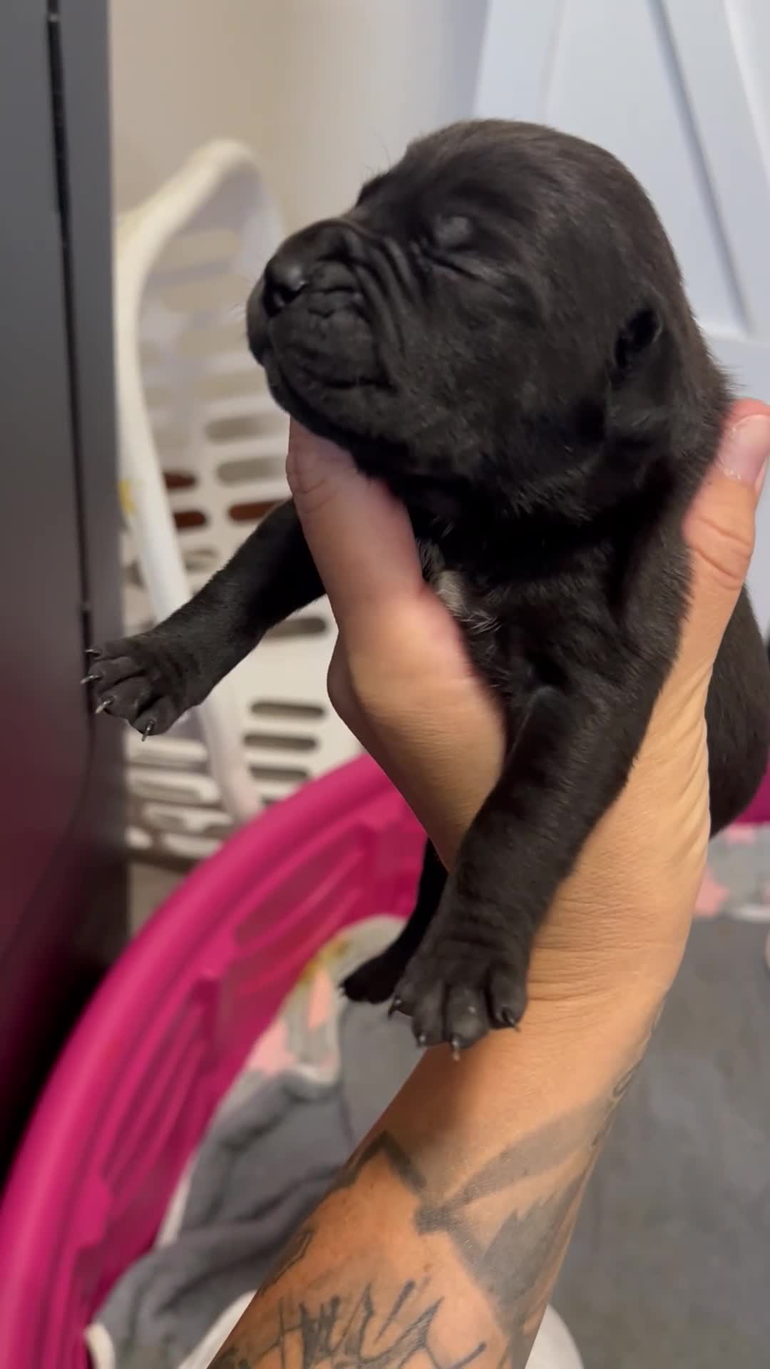 Cane Corso dogs for sale: Cane Corso 5 - Video 1