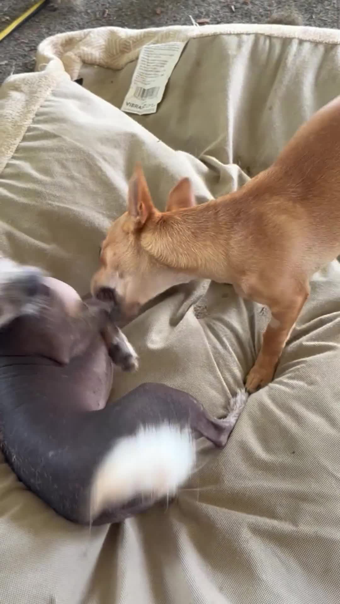 Mixed Breed dogs for sale: Frankie - Video 1