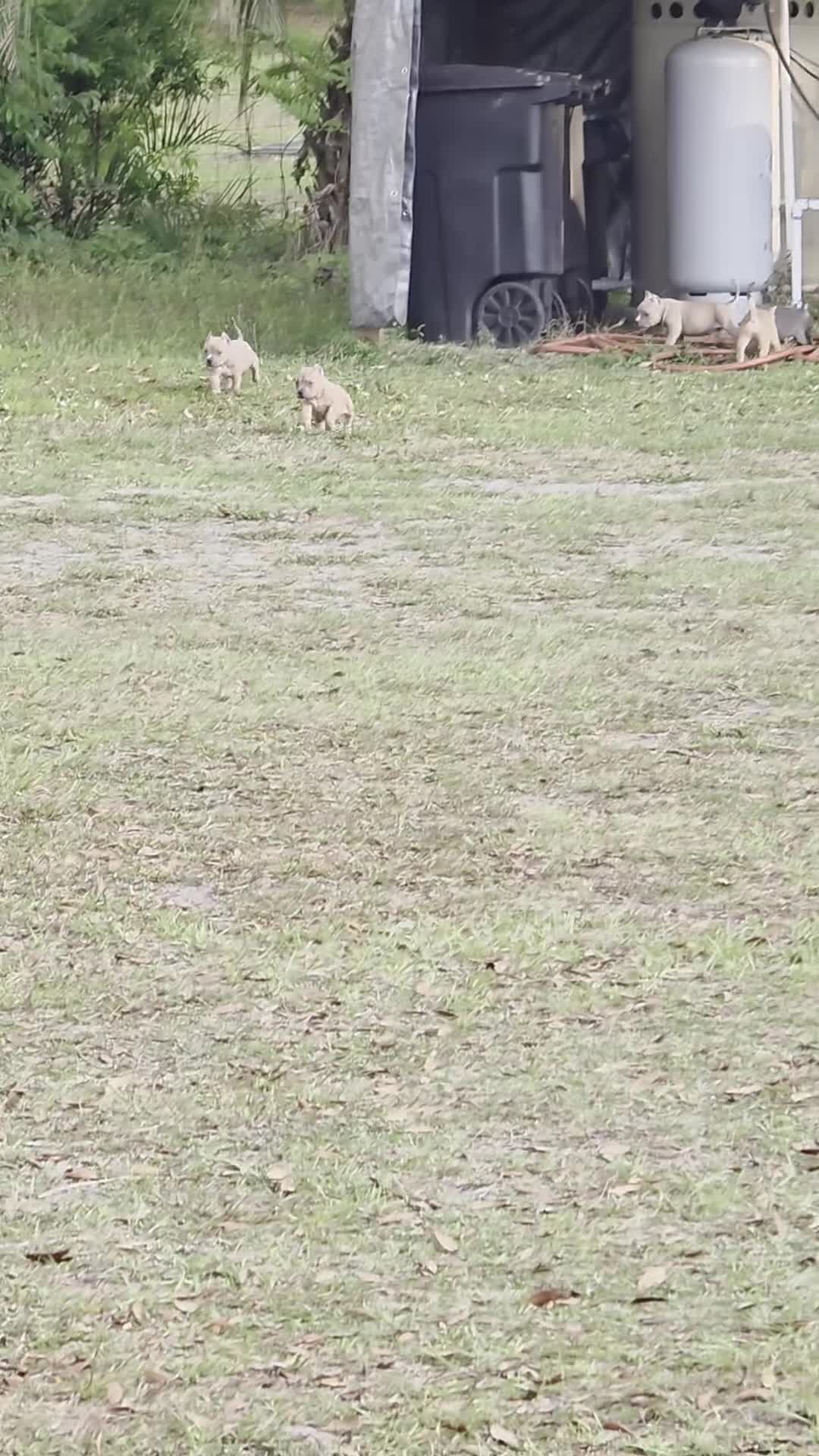 American Bully dogs for sale: American Bully Puppy 4 - Video 3