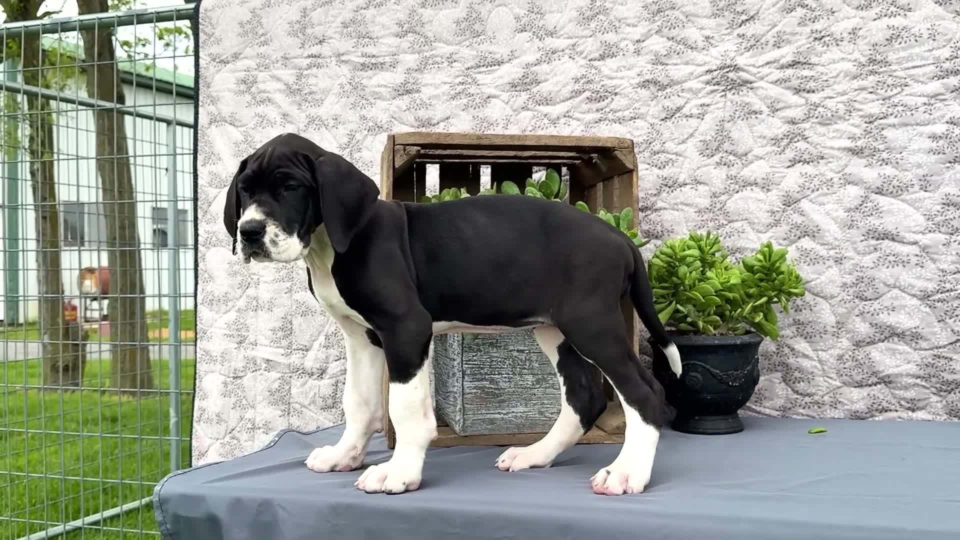 Great Dane dogs for sale: Kim - Video 1