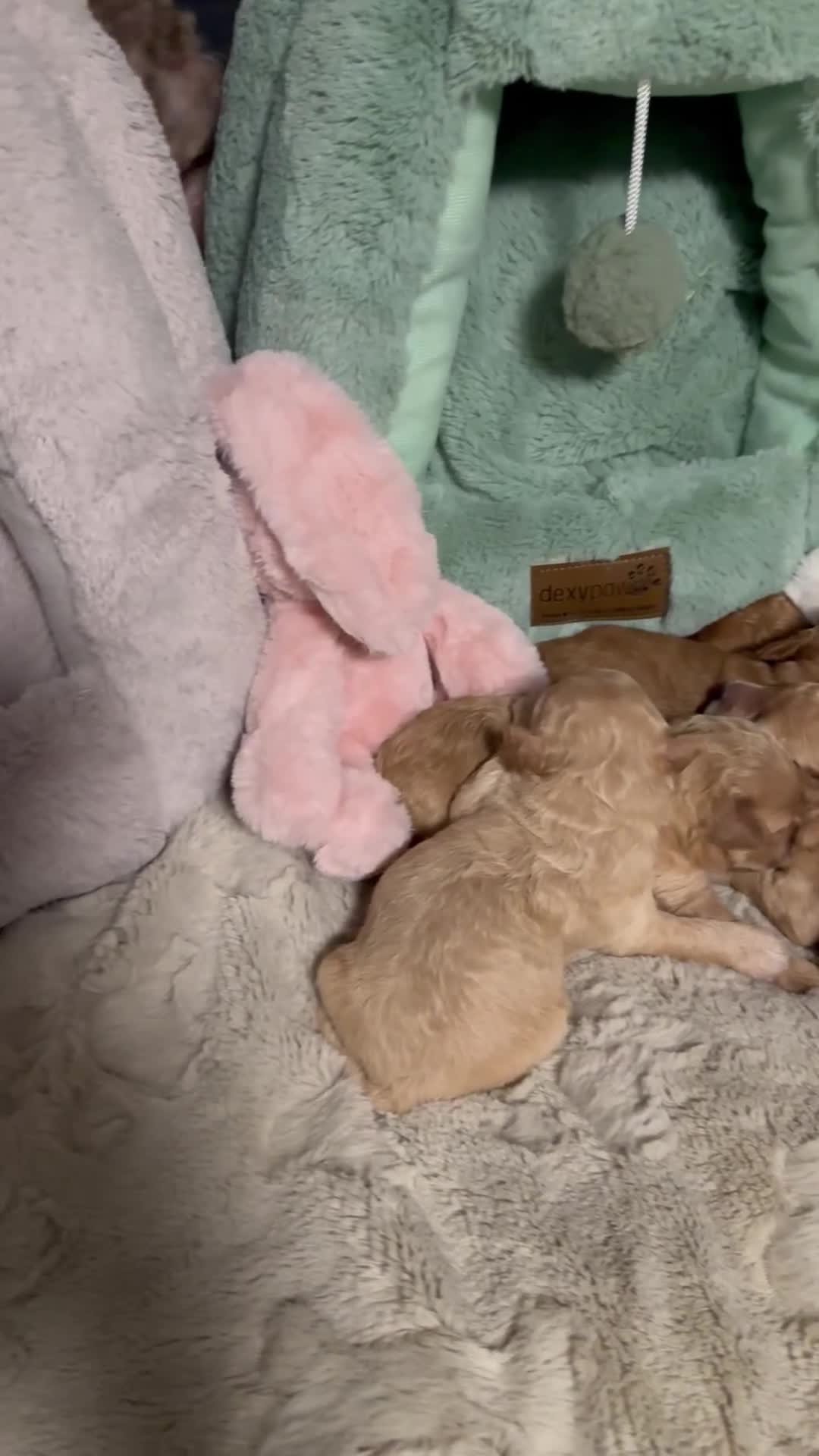 Mixed Breed dogs for sale: sharpa  - Video 2