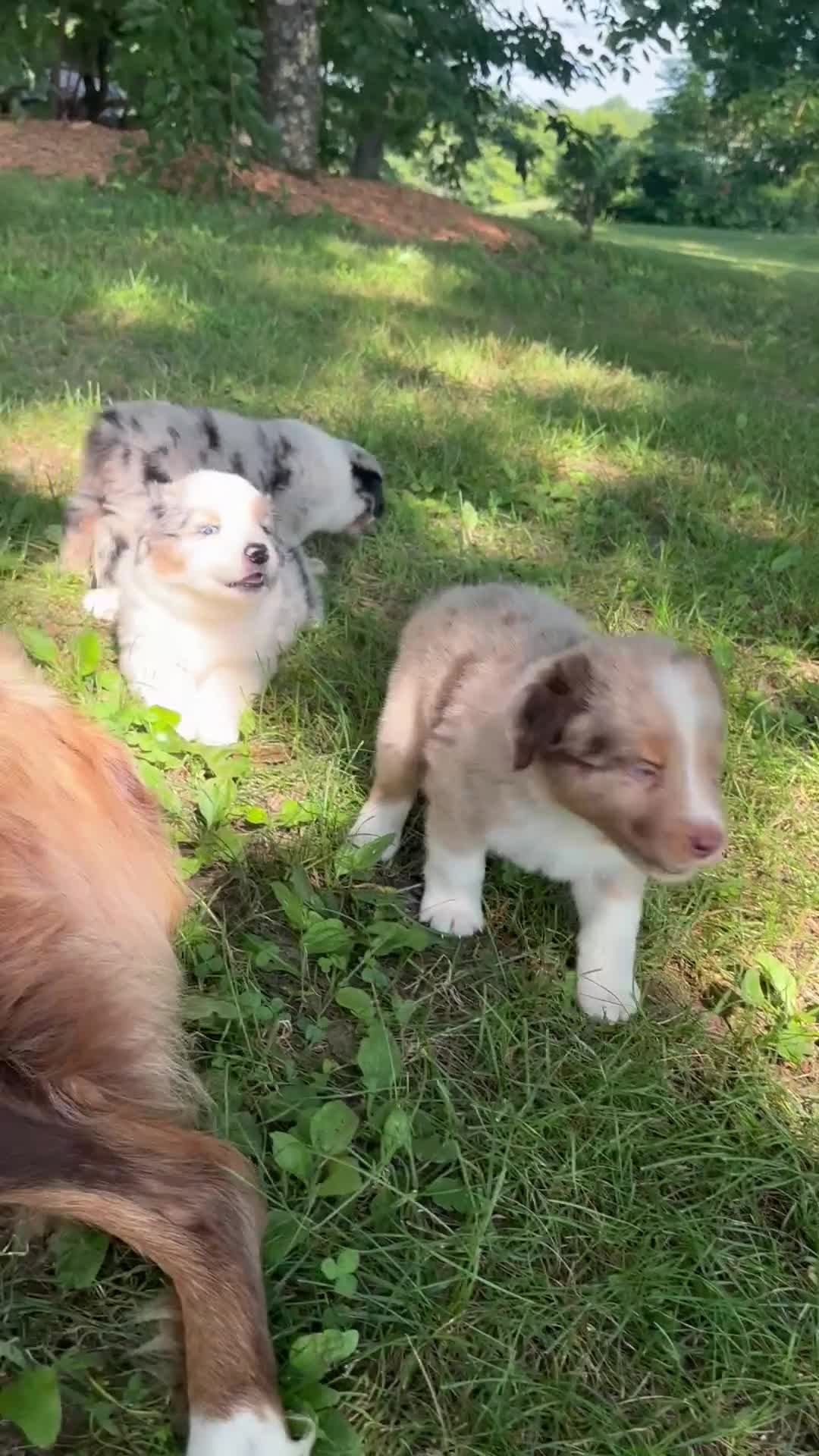 Australian Shepherd dogs for sale: Australian Shepherd 7 - Video 3