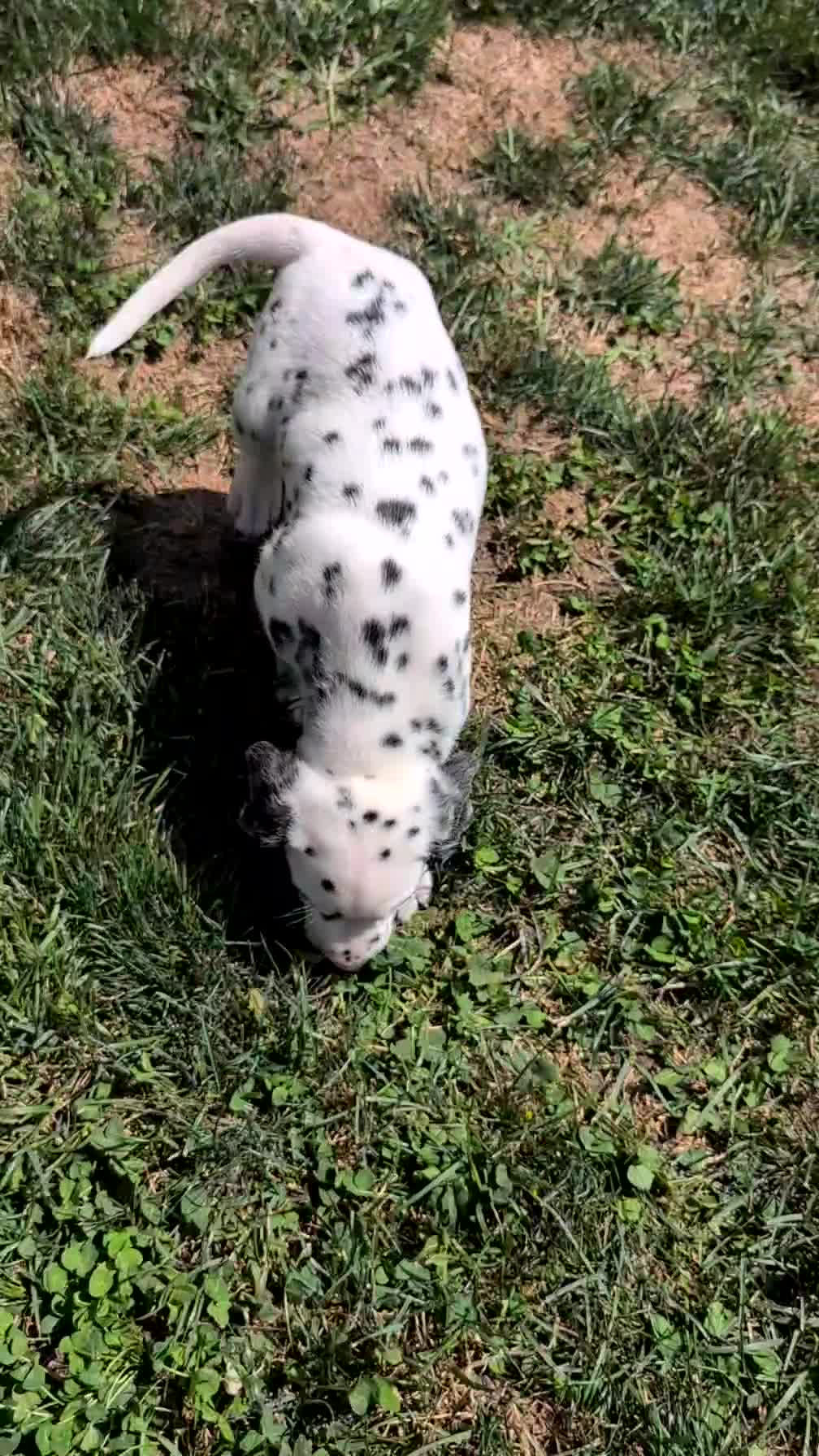 Dalmatian dogs for sale: Parker - Video 1