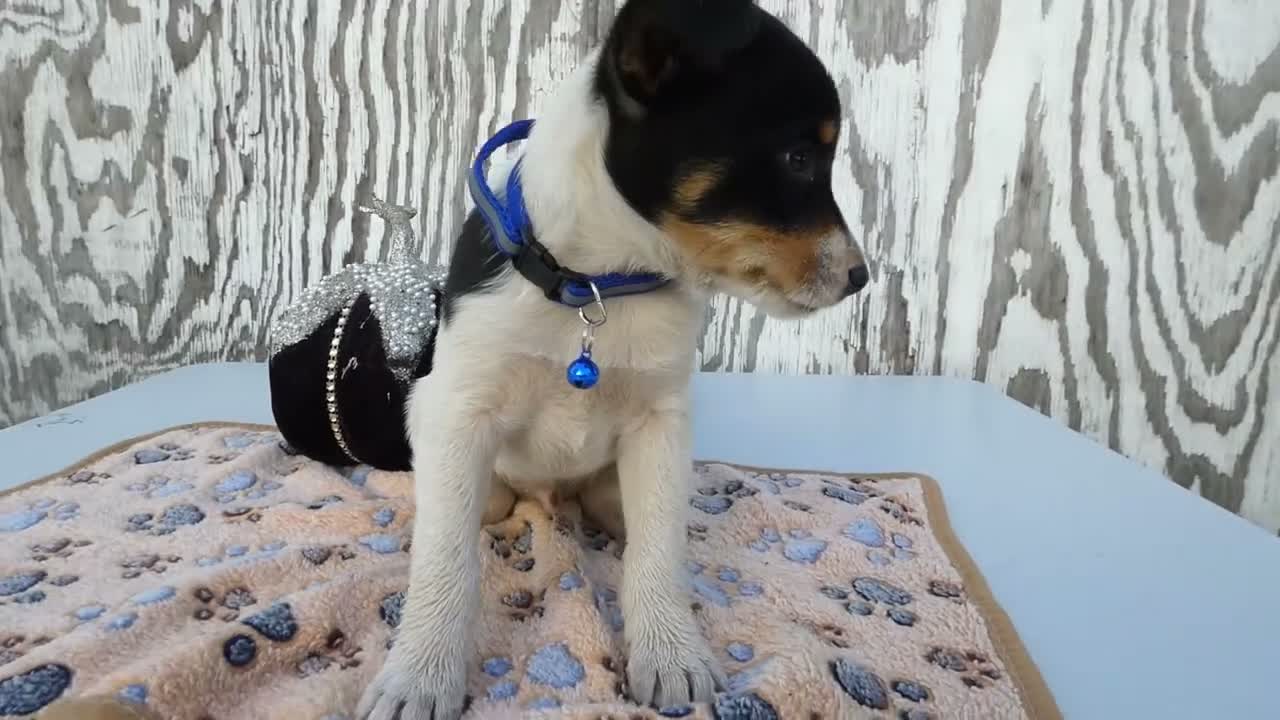 Jack Russell Terrier dogs for sale: Jack Russell Terrier 2 Blast - Video 1