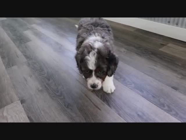 Mini Bernedoodle dogs for sale: Ellie - Video 6