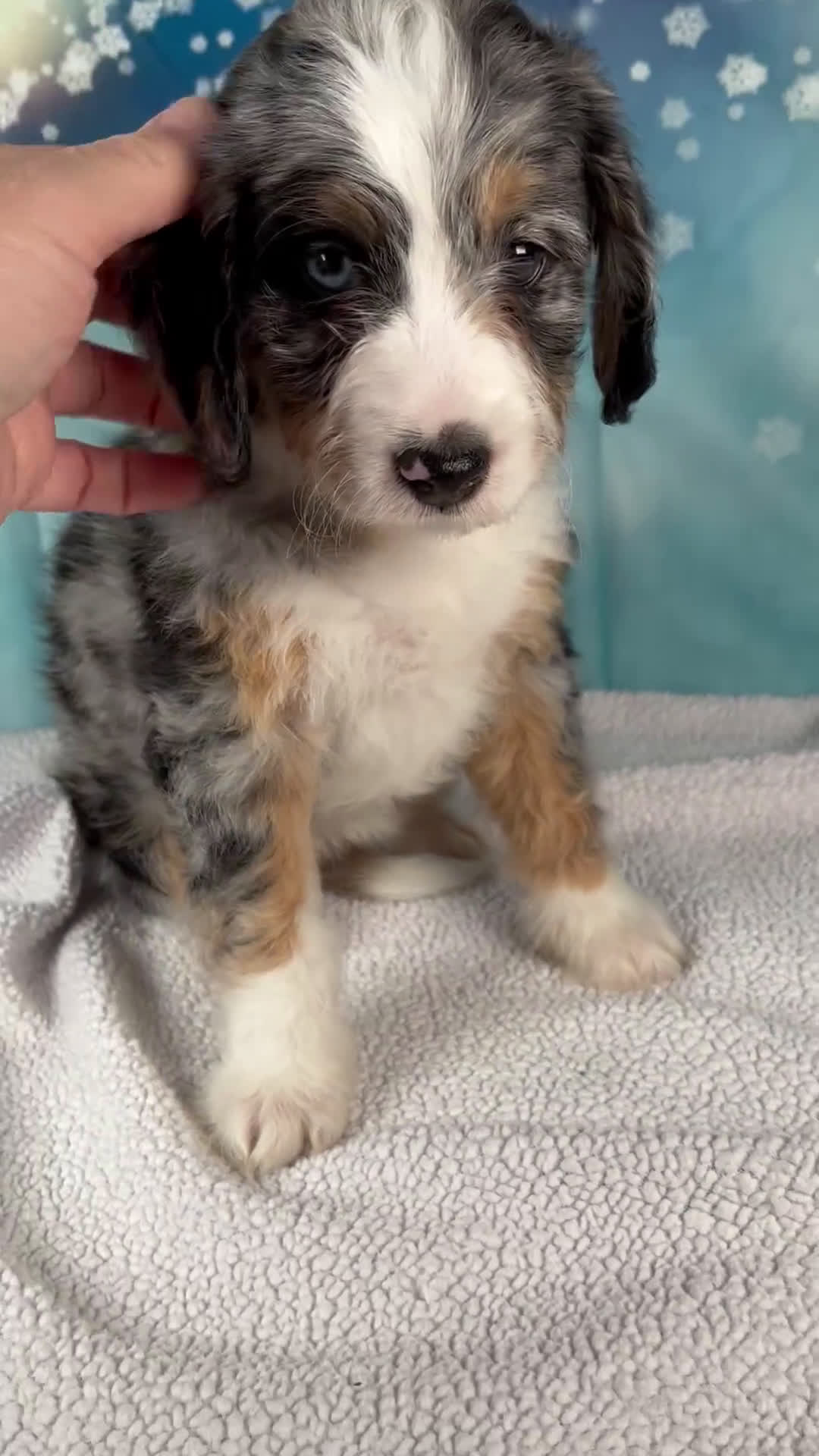 Mini Bernedoodle dogs for sale: Carrie - Video 1