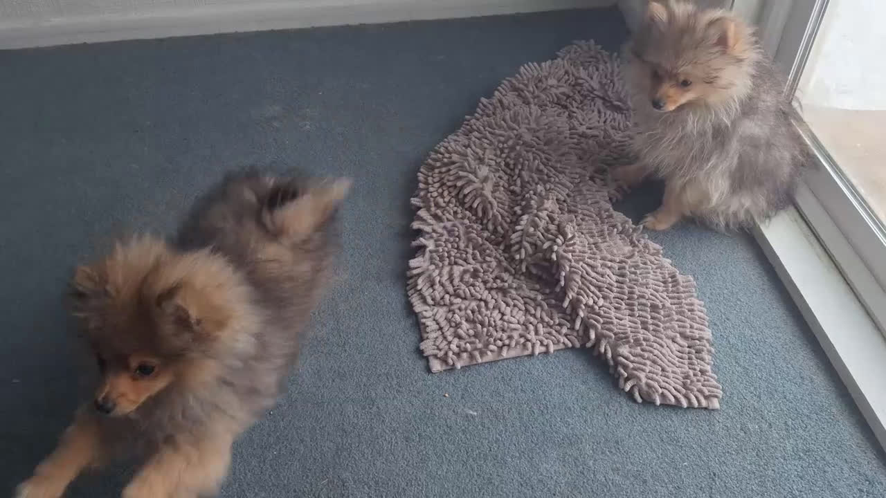 Pomeranian dogs for sale: Pomeranian Puppy 2 - Video 1