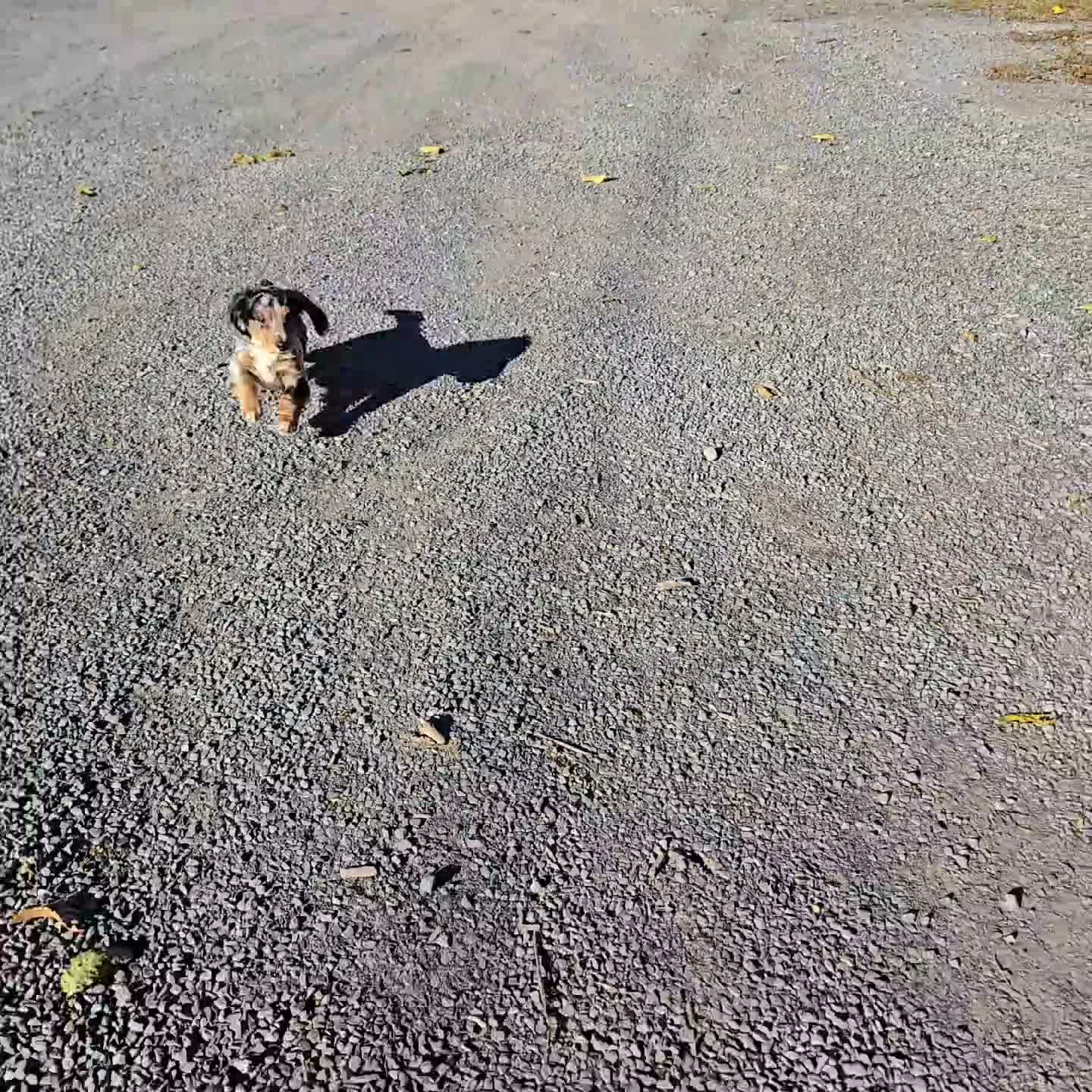 Miniature Dachshund dogs for sale: Trickster - Video 1