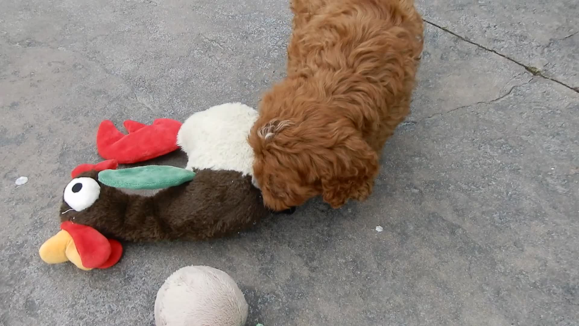 Cavapoo dogs for sale: Buttons - Video 1