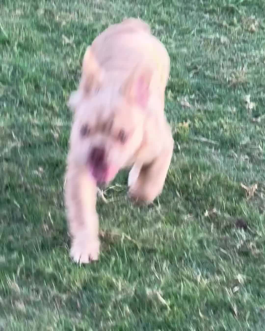 French Bulldog dogs for sale: Pluto - Video 2