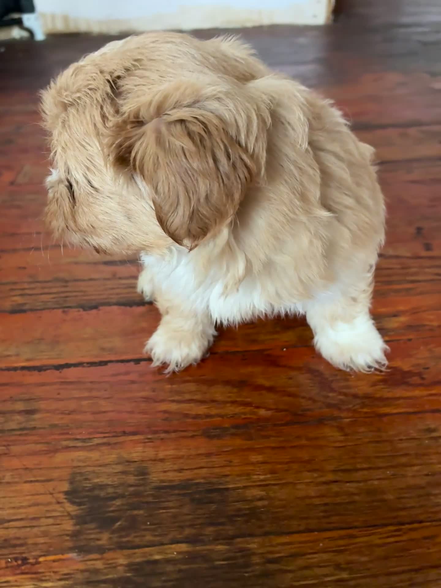 Bichon Frise dogs for sale: Bichon Frise Puppy 3 - Video 1