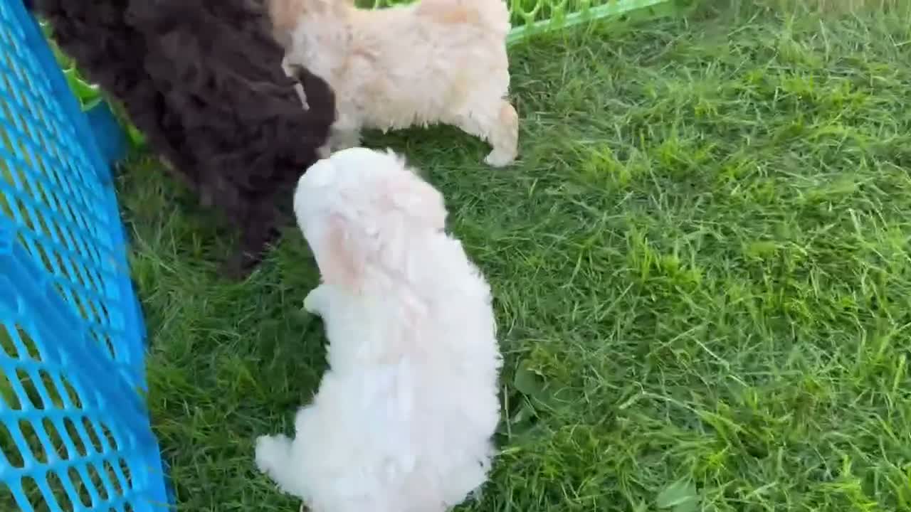 Havapoo dogs for sale: Katie - Video 2
