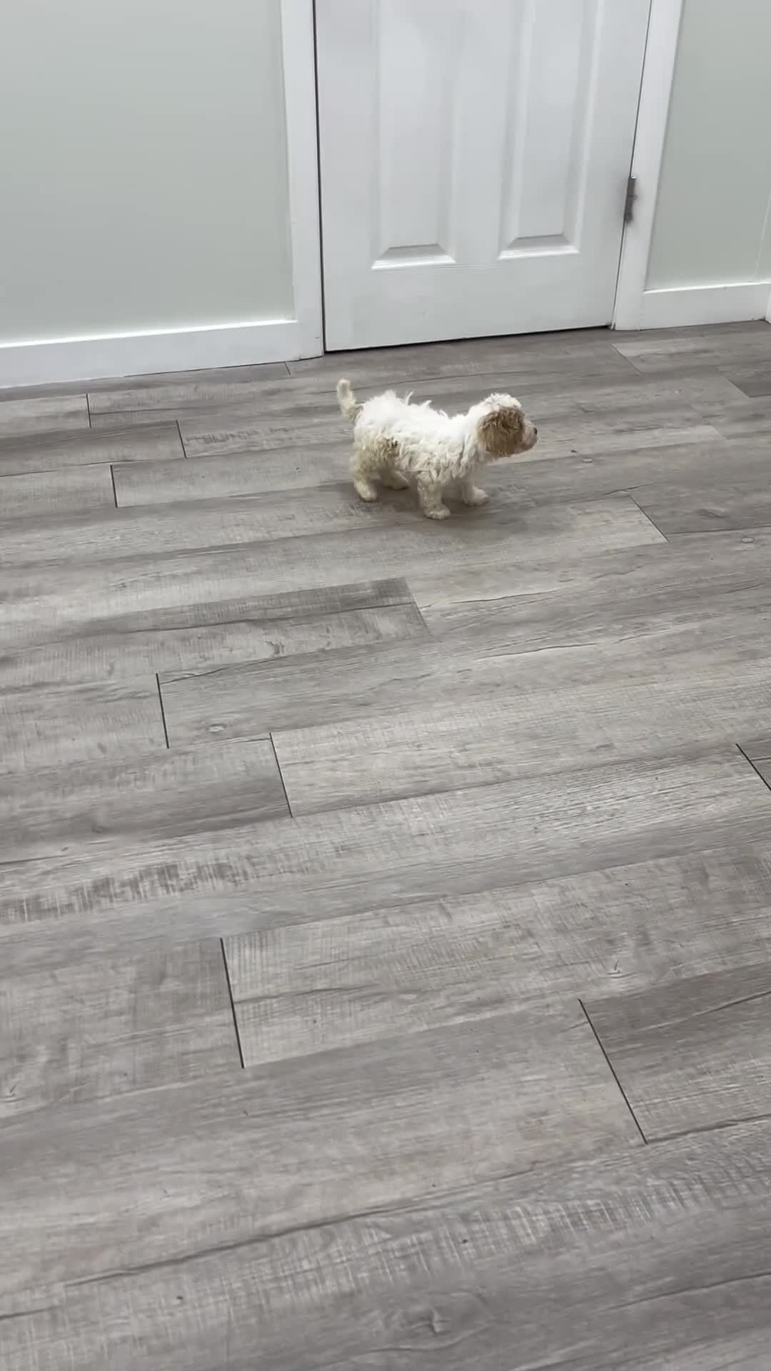 Miniature Poodle dogs for sale: Parker - Video 1