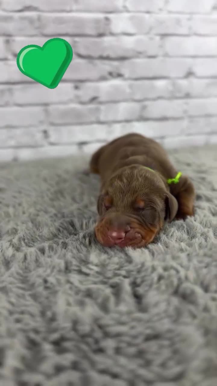 Doberman Pinscher dogs for sale: Phantom's The Franchise "Tyrese Maxey'""'European - Video 1