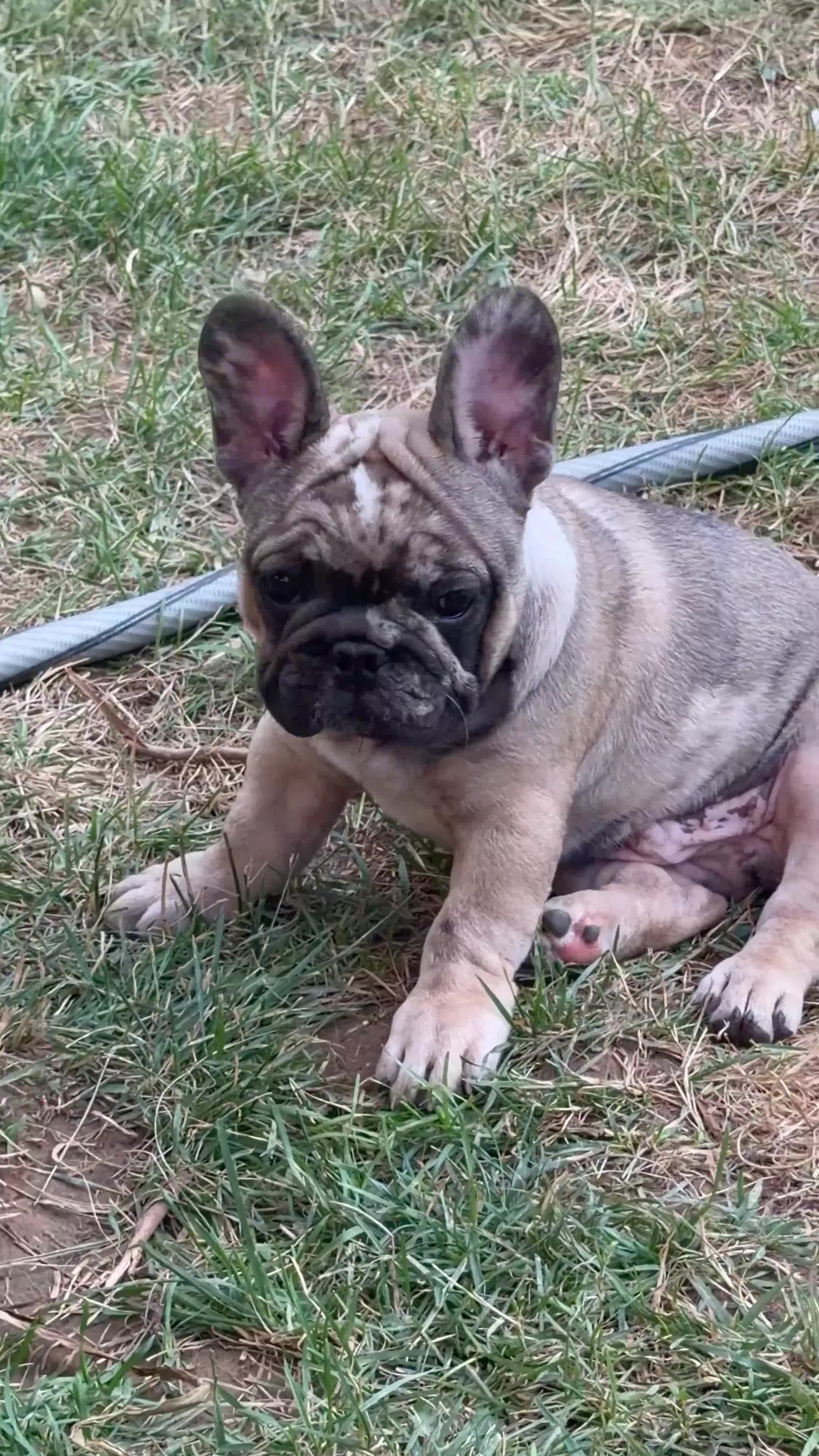 French Bulldog dogs for sale: French Bulldog 2 - Video 4