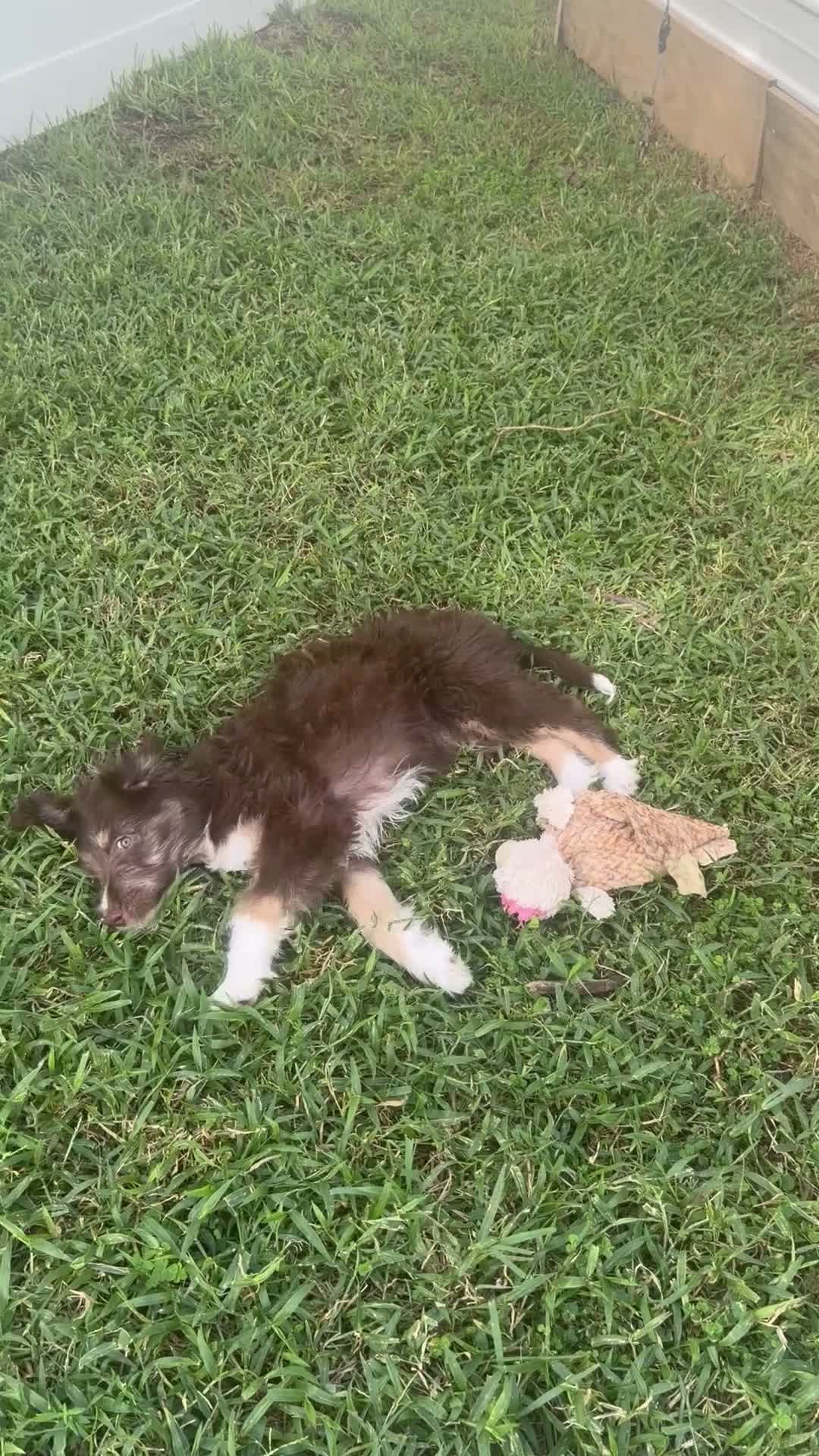 Aussiedoodle dogs for sale: Aussiedoodle 3 - Video 1