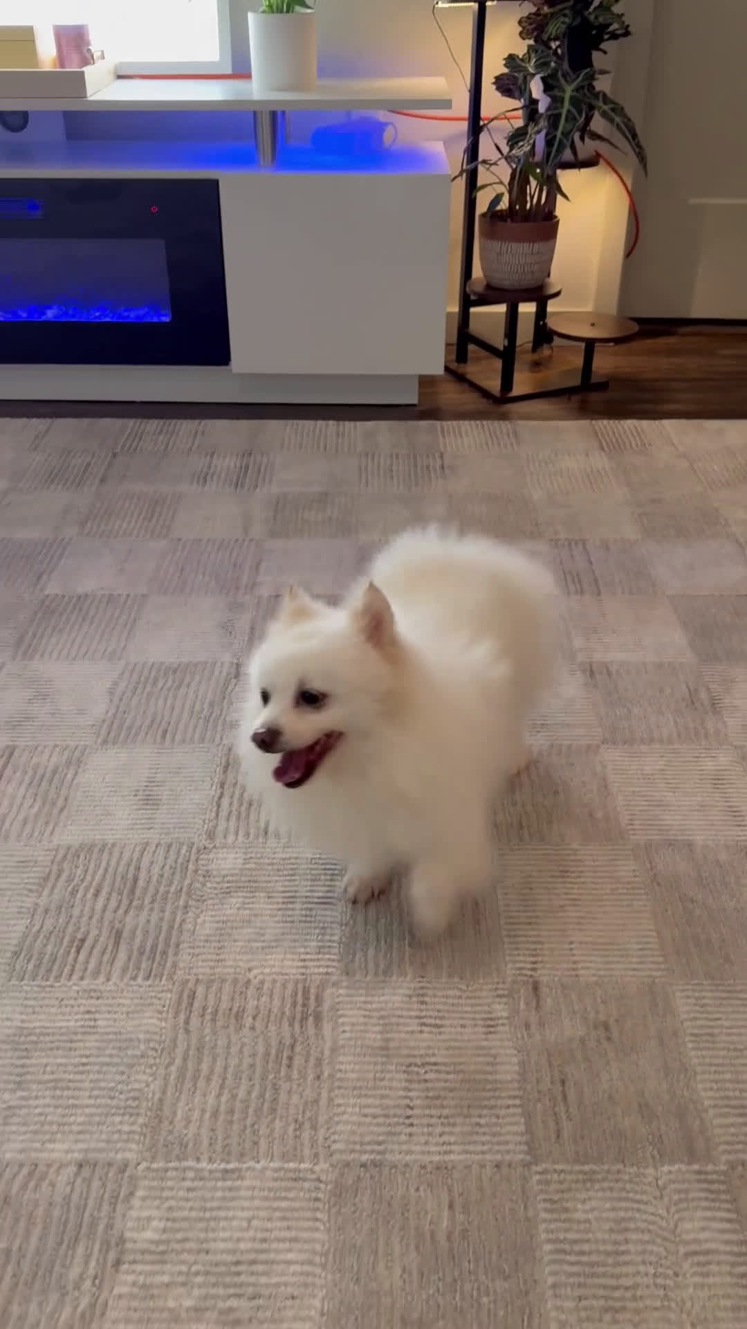 Pomeranian dogs for sale: Spunky ♥️ - Video 4