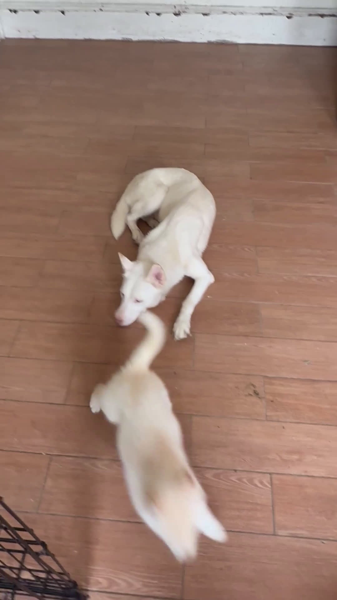 Siberian Husky dogs for sale: Siberian Husky Puppy 1 - Video 2