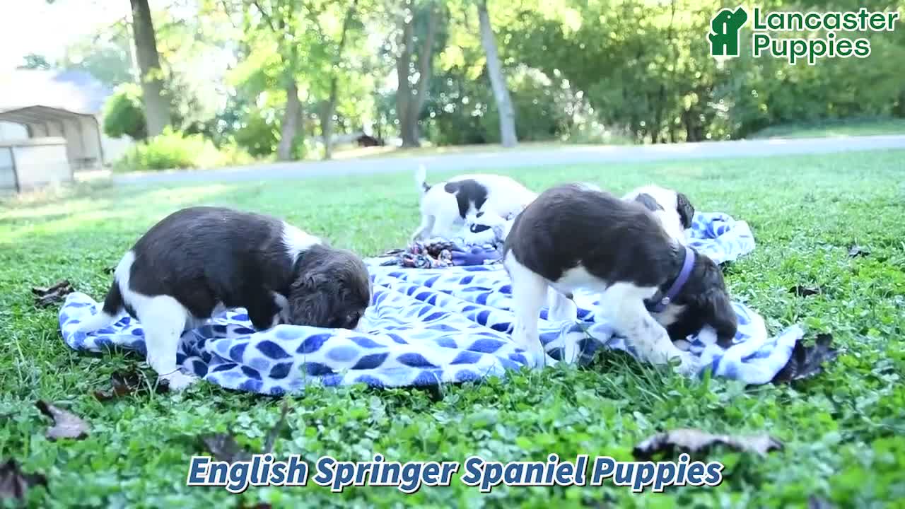 English Springer Spaniel dogs for sale: Buddy - Video 1