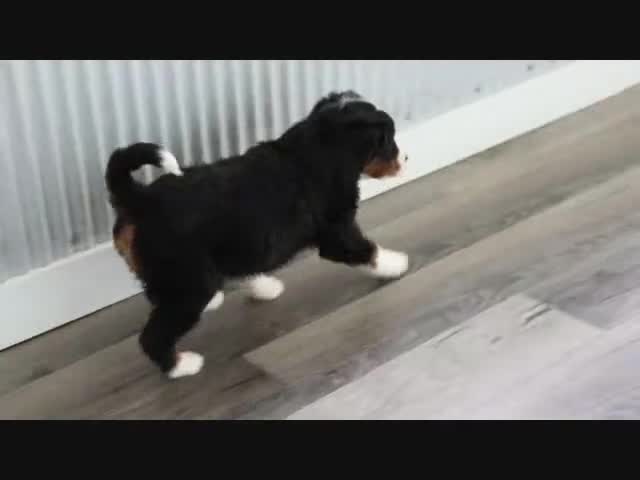 Mini Bernedoodle dogs for sale: Ellie - Video 5