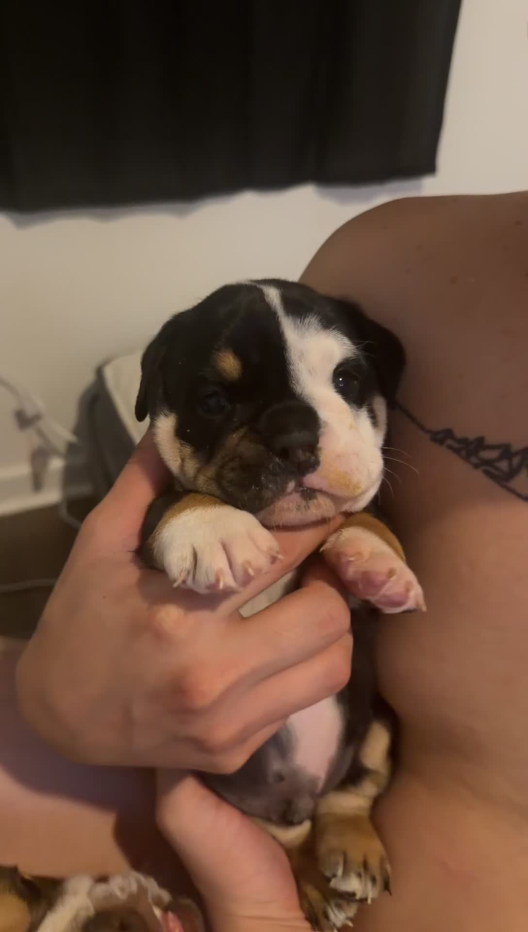 English Bulldog dogs for sale: Female Merle Chocolate Tri - Video 3