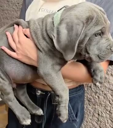 Cane Corso dogs for sale: Cane Corso 2 - Video 2