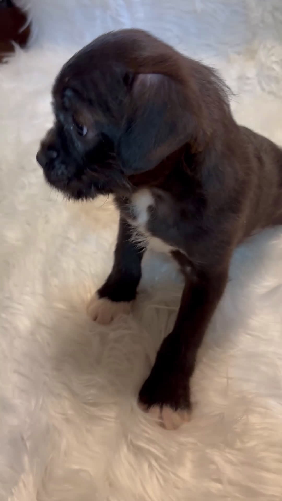 Mixed Breed dogs for sale: Mixed Breed Puppy 5 - Video 1