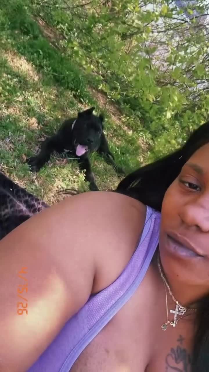 Cane Corso dogs for sale: Cane Corso Puppy 1 - Video 1