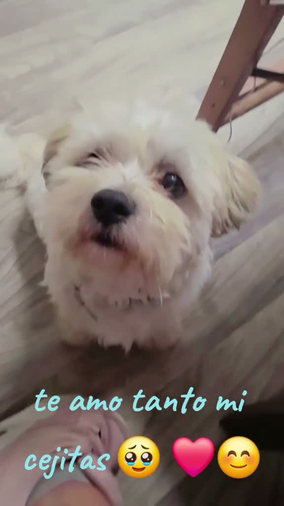 Teddy Bear dogs for sale: Cejas  - Video 1