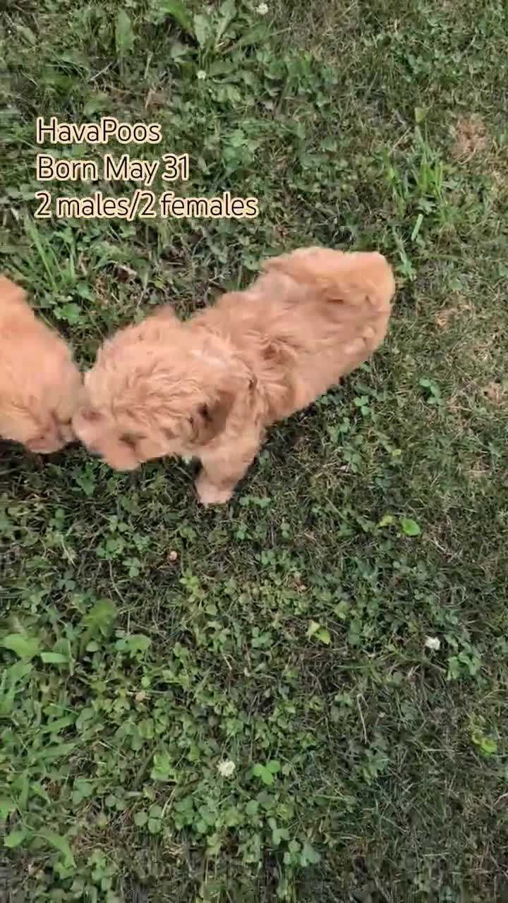 Havapoo dogs for sale: Baxter  - Video 2