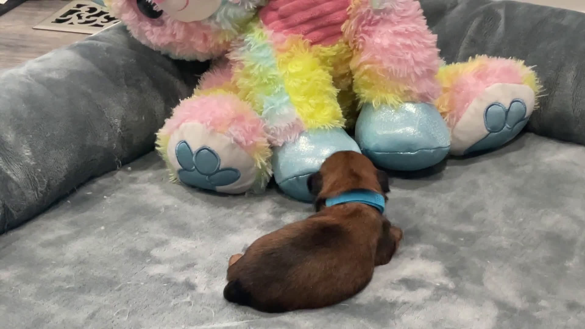 Shorkie dogs for sale: Rosalina - Video 1