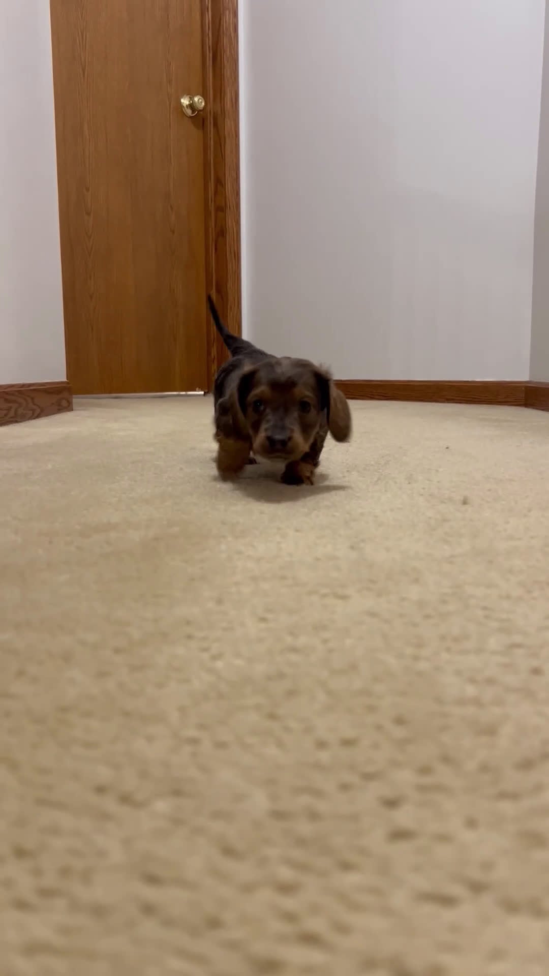 Miniature Dachshund dogs for sale: Miniature Dachshund Puppy 2 - Video 1