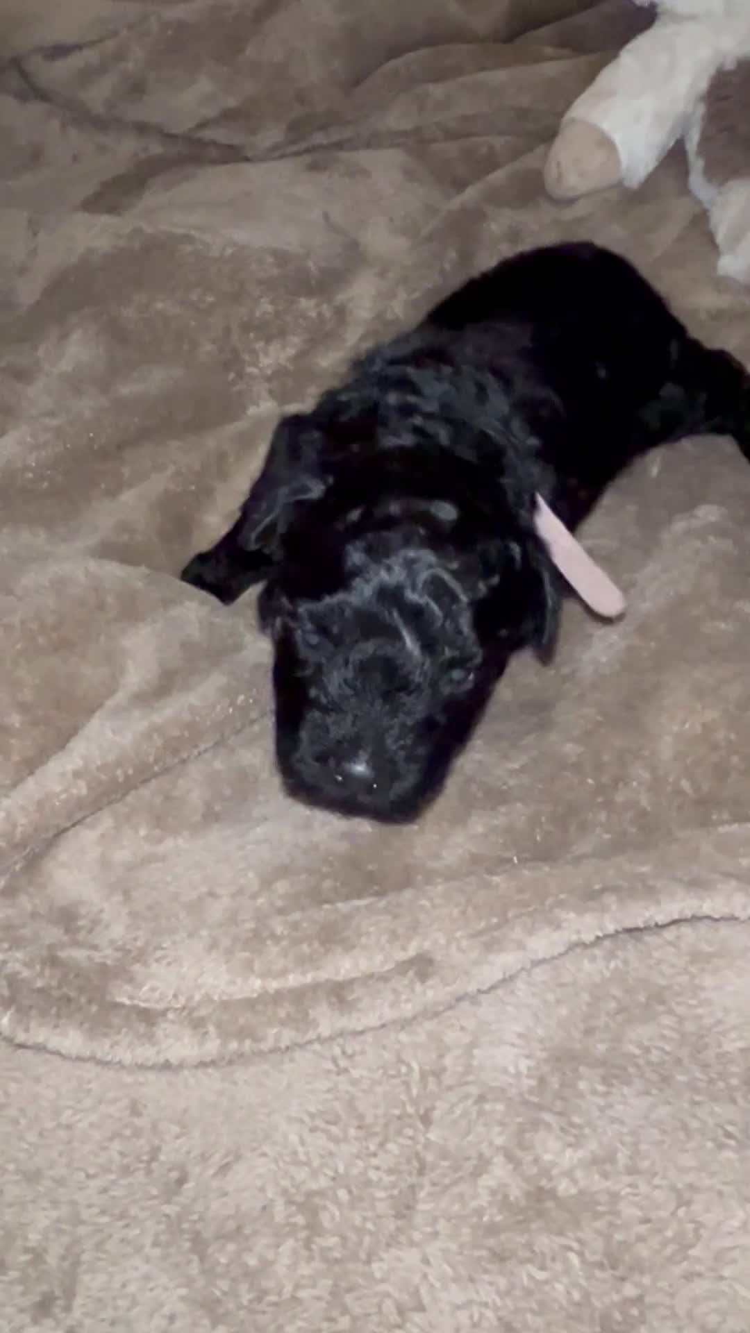 Hungarian Puli dogs for sale: Hungarian Puli Puppy Purple - Video 1