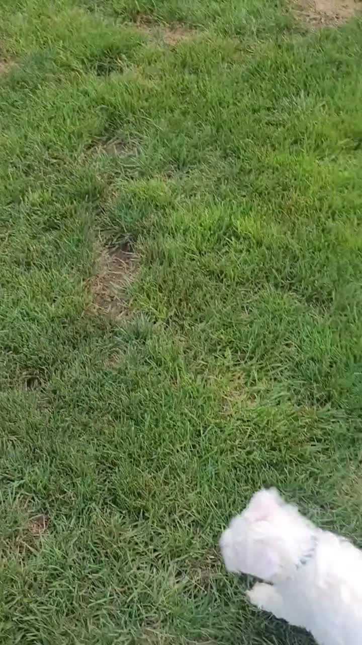 Miniature Schnauzer dogs for sale: AKC Leo - Video 2