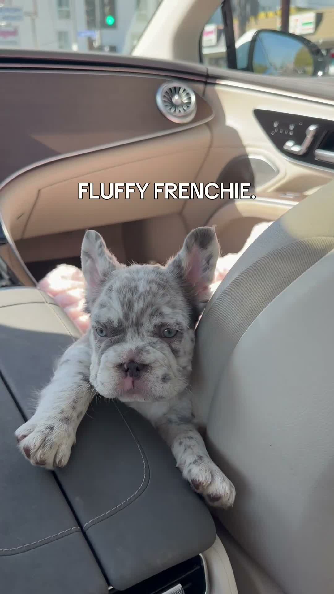 French Bulldog dogs for sale: Mimi the fluffy  - Video 2