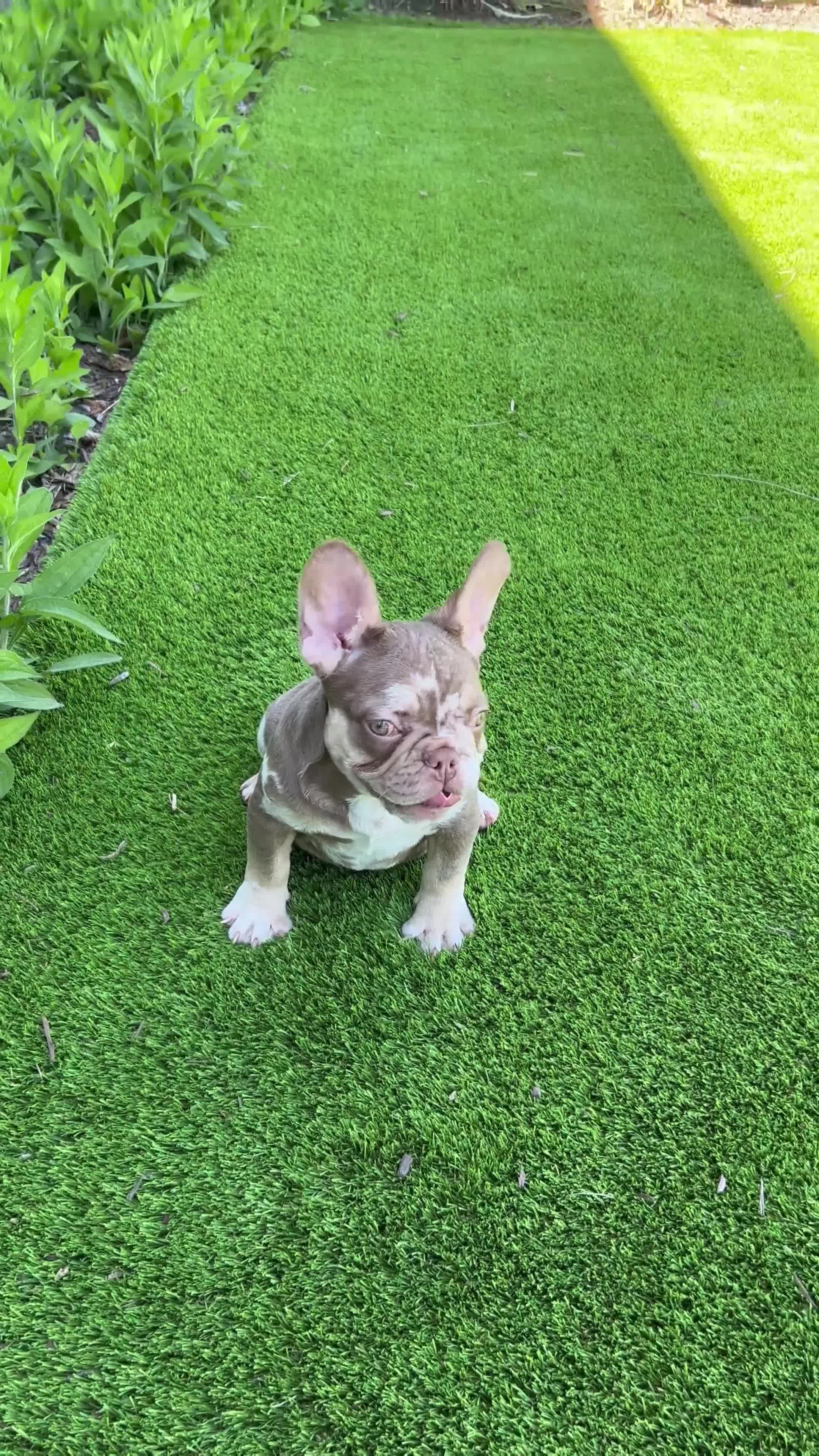 French Bulldog dogs for sale: RiRi - Video 1