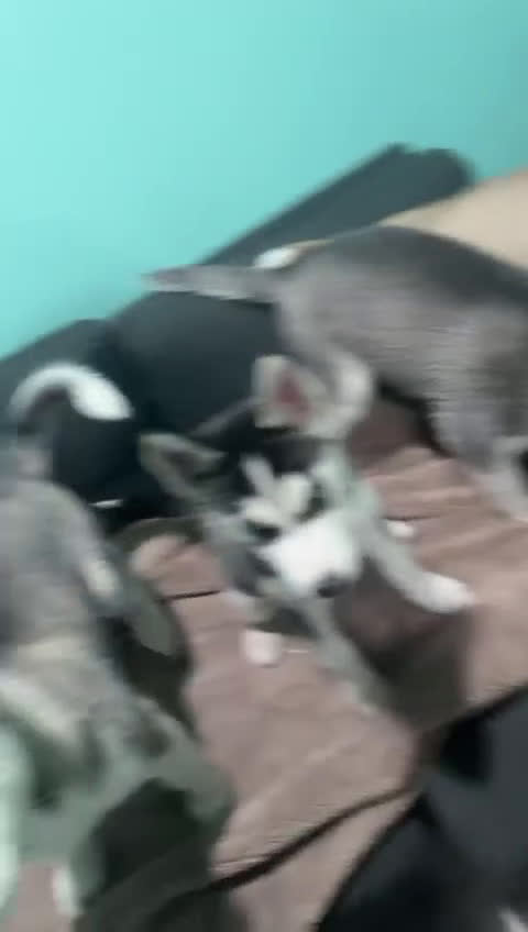 Siberian Husky dogs for sale: Oreo - Video 1